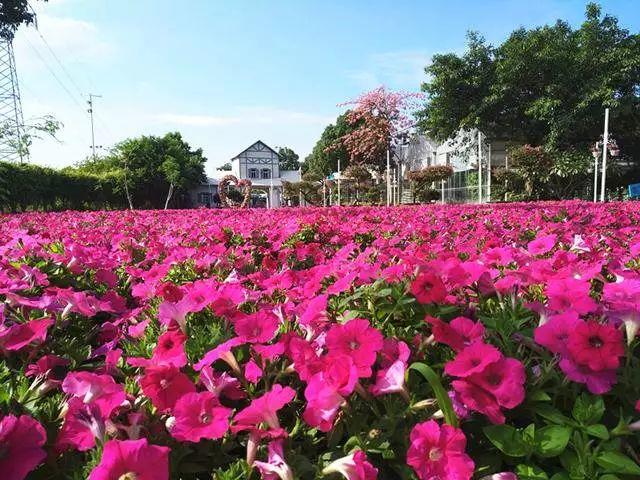 【廣東花都】188元/間=2大1小住花都香草世界木屋別墅+雙人自助早餐，打開門就是花海，仿佛進入童話世界！還有機動游戲玩喔~