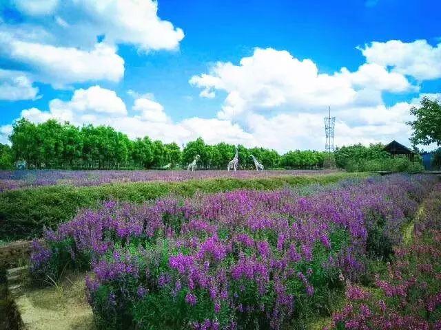 【廣東花都】188元/間=2大1小住花都香草世界木屋別墅+雙人自助早餐，打開門就是花海，仿佛進入童話世界！還有機動游戲玩喔~