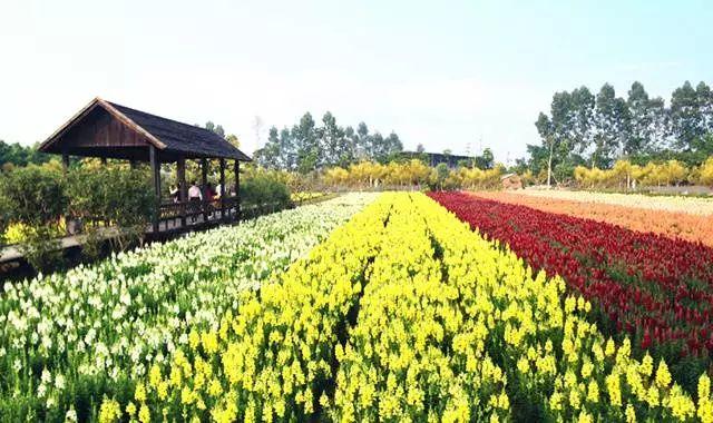 【廣東花都】188元/間=2大1小住花都香草世界木屋別墅+雙人自助早餐，打開門就是花海，仿佛進入童話世界！還有機動游戲玩喔~