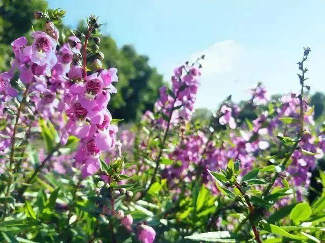 【廣東花都】188元/間=2大1小住花都香草世界木屋別墅+雙人自助早餐，打開門就是花海，仿佛進入童話世界！還有機動游戲玩喔~