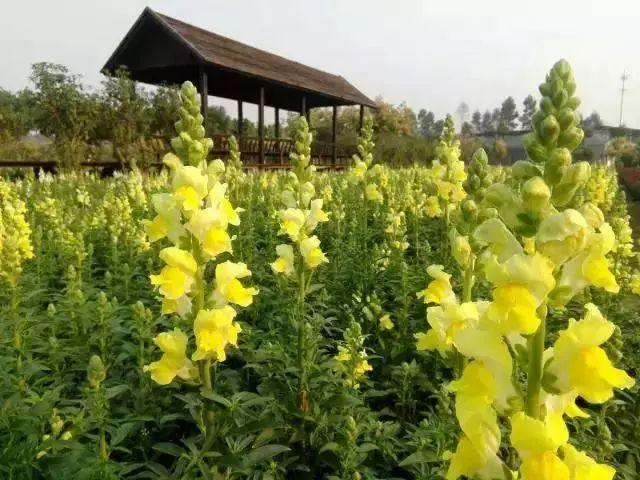 【廣東花都】188元/間=2大1小住花都香草世界木屋別墅+雙人自助早餐，打開門就是花海，仿佛進入童話世界！還有機動游戲玩喔~