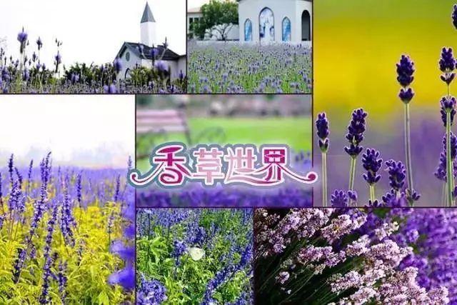 【廣東花都】188元/間=2大1小住花都香草世界木屋別墅+雙人自助早餐，打開門就是花海，仿佛進入童話世界！還有機動游戲玩喔~